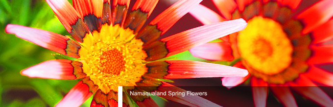 Namaqualand Spring Flowers