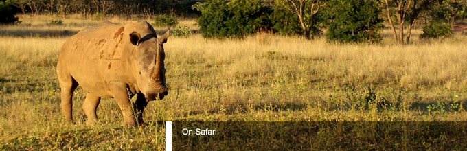 On Safari